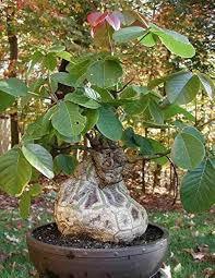 Image result for Bombax