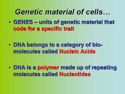 Dna is made of two spiral strands that wind around each other like a twisted ladder. Dna Ppt Download