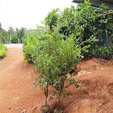 Prunus persica is a deciduous tree with lanceolate leaves. Swansgreen White 30pcs Fruit Seeds Brazilian Grape Tree Seeds Jabuticaba Grows Fruits On Its Trunk Garden Decoration Plant Buy Online In Cayman Islands At Cayman Desertcart Com Productid 68291838