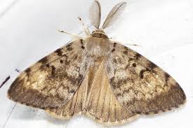 Here's a female with two males Second Phase Of Gypsy Moth Aerial Treatments Begins Late June In 15 Counties Local News Chippewa Com