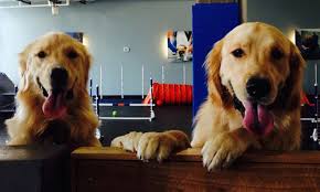 Study About Why Golden Retrievers Are Dying Of Cancers