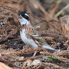日本野鳥の会 札幌支部