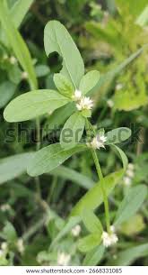Image result for Alternanthera sessilis