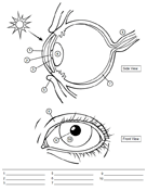 Ask A Biologist Coloring Page Human Eye Worksheet Plus Other Anatomy Worksheets Human Body Worksheets Anatomy Biology Worksheet