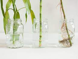 If you're growing the plant in water, filtered or distilled water is your best option for keeping your bamboo's roots moist and healthy. Propagating Lucky Bamboo Plants