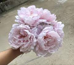 Blush Peony Flower Peonies Flowers Near Me Bulk Flowers Blush Peonies Wholesale Flowers Blush Wedding Theme