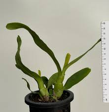 Image result for Polystachya virginea