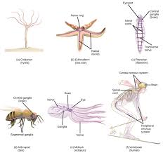 Oct 31, 2020 · just add color: Nervous Systems Organismal Biology