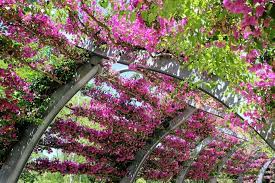 Really friendly service, very helpful. Bougainvillea The Plant Gardeners Either Love Or Hate Queensland Times