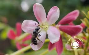 Image result for Phyllanthus mendesii