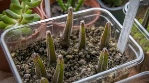 Some seeds that drop in the natural habitat may take many years to germinate. How To Grow Cactus From Seed Desert Plants Of Avalon