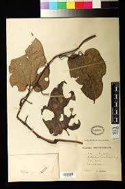 Image result for Aristolochia promissa