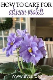 How To Care For African Violets Especially Tip 2 African Violets Are America S Favorite Housepl African Violet Pots African Violets African Violets Plants