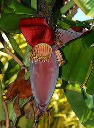 Image result for Musa acuminata