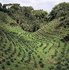 1,000+ vectors, stock photos & psd files. Coffee Production In India Wikipedia