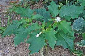 Maybe you would like to learn more about one of these? Piante Velenose Da Evitare In Un Giardino Con Bambini Crea Giardino Piante Velenose Bambini