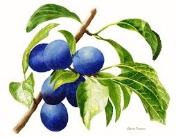 Damson plums actually have a long history, said to have originated in the city of damascus, where the plum got its name. Damson Plums Horizontal Design On White Painting By Sharon Freeman