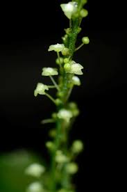 Image result for Erythrococca