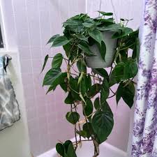 Image result for Dipcadi platyphyllum