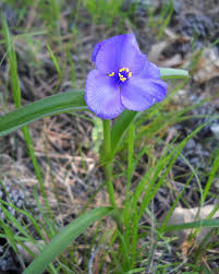 Image result for Commelinaceae