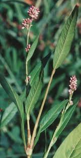 Image result for Persicaria lapathifolia