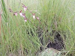 Image result for Eulophia caricifolia