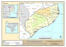 Image result for Dielsiothamnus divaricatus