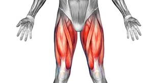 The upper part of the femur fits into the pelvis to form the hip joint. Front Thigh Pain Anterior Symptoms Causes Treatment Rehab