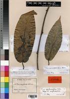 Image result for Ficus pseudomangifera