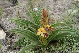 Image result for Wachendorfia