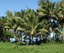 Image result for Cocos nucifera