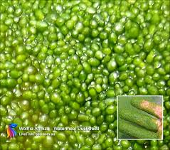 Image result for Wolffia arrhiza