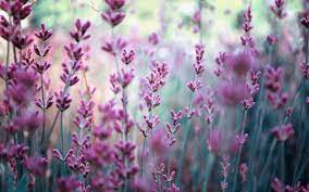 Lavender Purple Flowers Wallpaper Lavender Flowers Large Floral Wallpaper