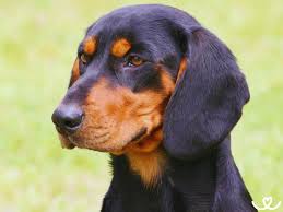 Image result for slovenský kopov