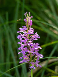 Image result for Platanthera psycodes