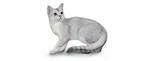 Burmilla Cat Breed Profile | Petfinder