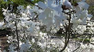Bianchi, piccoli e profumati fiori campanulati nascono nel tardo inverno e all'inizio della primavera nell'emisfero settentrionale. Alberi Con Fiori Alla Ricerca Della Magnolia Stellata