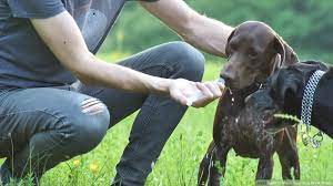 It's very unusual for a dog to not drink enough water if an old dog (since senior dogs are more prone to sickness, a lack of appetite may signal your older dog has an underlying condition that is causing. 3 Ways To Make Your Dog Drink Water Wikihow