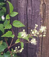Image result for Clematis uhehensis
