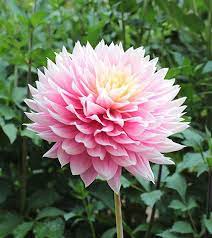 Pin On Flowers
