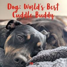 Dog World S Best Cuddle Buddy Dog Meme Dog Inspirational Dog Quotes Quotes About Dogs Cutepuppypoems Dog Quotes Dog Cuddles Love Quotes Funny