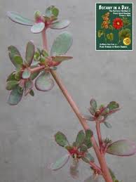 Image result for Portulacaceae
