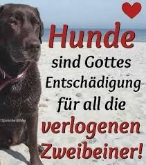 Einen hund kann man sich halten, aber mit katzen ist es anders. 180 Hunde Spruche Ideen In 2021 Hunde Hund Zitat Hundespruche