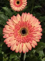 How To Make An Interesting Art Piece Using Tree Branches Ehow Beautiful Flowers Gerbera Gerbera Daisy