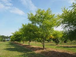 Image result for Styphnolobium