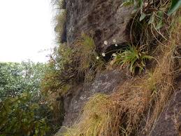 Image result for Mesanthemum africanum