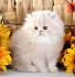 Cream Persian Cat - Facts, Origin, History and Personality ...