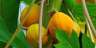 Habe sie im wintergarten bei zimmertemperatur (bodenheizung). Papaya Transgen Datenbank Pflanzen Transgen De