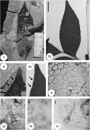 Image result for Vepris sansibarensis