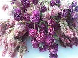 5 Dried Flower Bouquets Wheat Celosia And Globe Amaranth Etsy Globe Amaranth Dried Flower Bouquet Boho Flowers